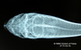 Aspidoras maculosus FMNH 54810 holo dvh x